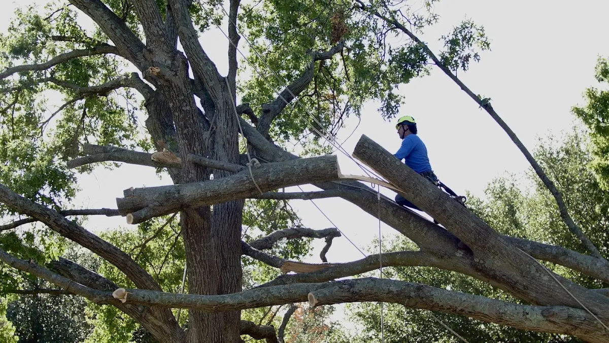 Professional Hazardous Tree Removal performed by certified arborists in Mesopotamia